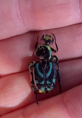 Chlorobapta frontalis