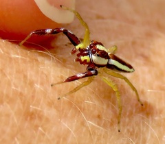 Epocilla