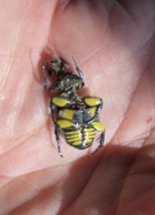 Chlorobapta frontalis