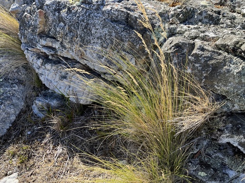 Poa poiformis, photograph 5