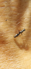 Pseudomyrmex