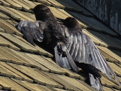 Corvus brachyrhynchos