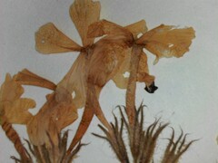Phlox pilosa pilosa