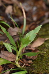 Goodyera procera