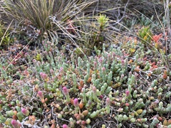 Salicornia blackiana