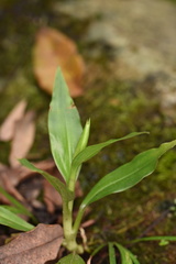 Goodyera procera