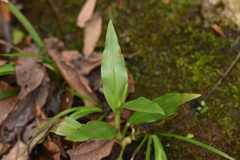 Goodyera procera