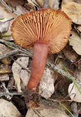Lactarius rufulus