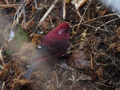 Carpodacus formosanus