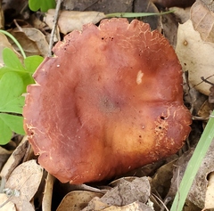 Lactarius rufulus