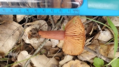 Lactarius rufulus
