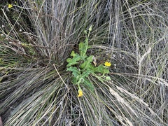 Sonchus megalocarpus
