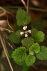 Scutellaria indica