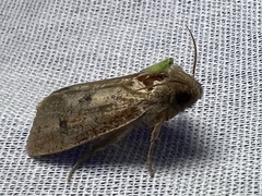 Acrolophus plumifrontella