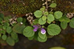 Scutellaria indica
