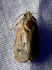 Acrolophus plumifrontella
