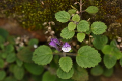 Scutellaria indica