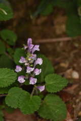 Scutellaria indica