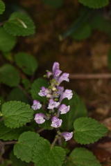 Scutellaria indica