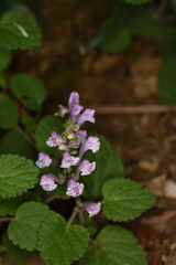 Scutellaria indica