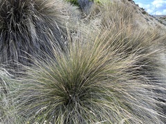 Austrostipa stipoides