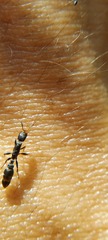 Pseudomyrmex