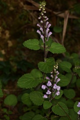 Scutellaria indica