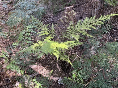 Netted Brake (Pteris epaleata)