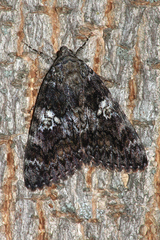 Catocala sponsa