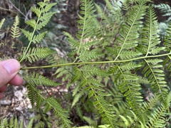 Pteris epaleata