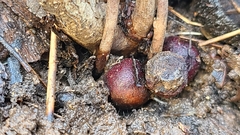 Disholcaspis globosa