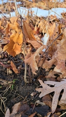 Disholcaspis globosa