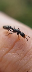 Pseudomyrmex