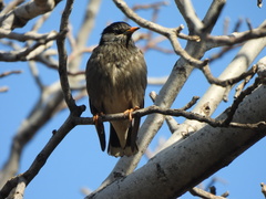 Spodiopsar cineraceus