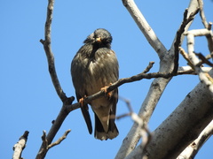 Spodiopsar cineraceus