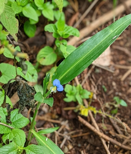Commelina latifolia (Commelina latifolia)
