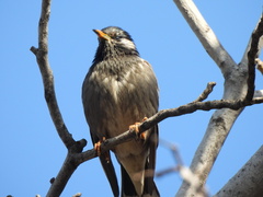 Spodiopsar cineraceus