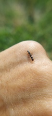 Pseudomyrmex