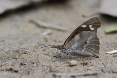 Libythea laius