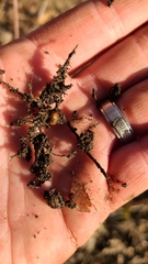 Callirhytis elliptica