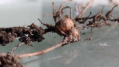 Callirhytis elliptica