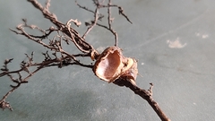 Callirhytis elliptica