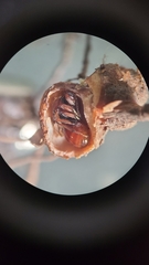 Callirhytis elliptica