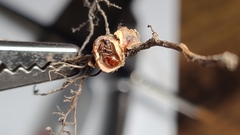 Callirhytis elliptica