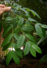 Syzygium alatoramulum