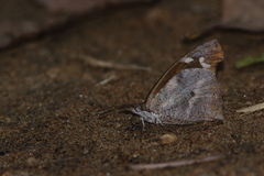 Libythea laius