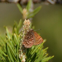 Callophrys eryphon