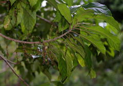 Elaeocarpus grahamii