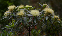Xanthostemon verticillatus