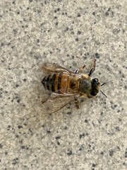 Apis mellifera